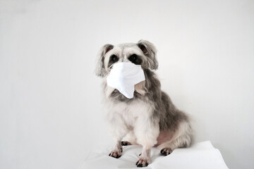 the gray dog sitting and waring the white mask