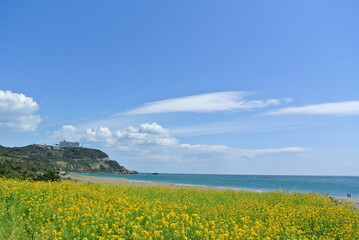 菜の花畑と海