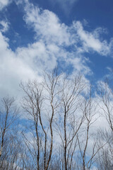 bare tree branches with small buds blue sky natural spring background