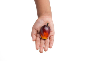 Hand holding palm oil fruits on isolated white background.