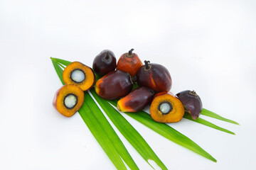 Commercial palm oil cultivation. Since palm oil contains more saturated fats its use in food. Oil from Elaeis guineensis is also used as biofuel. It is used as a cooking and in packed food products