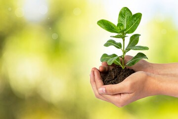 Young plant in girl hand over blurred natural green background, environmental and eco concept, seedling