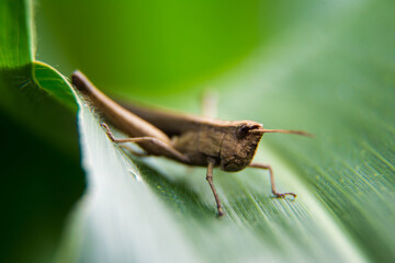 grasshopper is on a green leaf