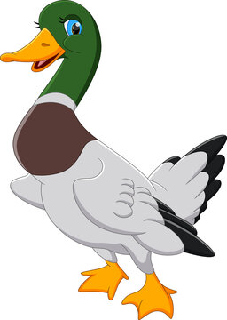 cute duck cartoon on white background