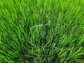 Ear of rice  in sunny day. Young paddy plant in field. Agriculture, Ears Of Rice In The Field. grain in paddy field concept. close up of  green rice. Ear of rice in green background. 
