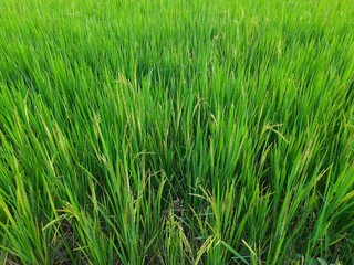 Ear of rice  in sunny day. Young paddy plant in field. Agriculture, Ears Of Rice In The Field. grain in paddy field concept. close up of  green rice. Ear of rice in green background. 
