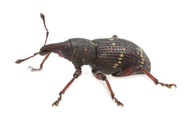 Banded pine weevil, Pissodes pini isolated on white background