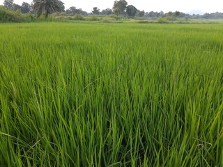 Ear of rice  in sunny day. Young paddy plant in field. Agriculture, Ears Of Rice In The Field. grain in paddy field concept. close up of  green rice. Ear of rice in green background. 
