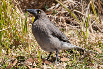Australian Grey Currawong bird