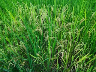 Ear of rice  in sunny day. Young paddy plant in field. Agriculture, Ears Of Rice In The Field. grain in paddy field concept. close up of  green rice. Ear of rice in green background. 