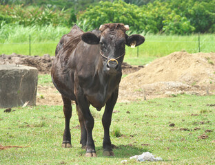 Okinawa,Japan - May 22, 2021: Cattle in Ishigaki island, Okinawa, Japan
