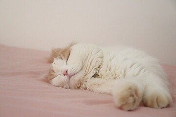 ベッドでリラックスする