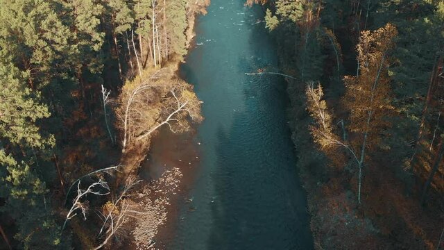 flight at the height of birds over the tops of trees and a straight mountain river among the forest. Autumn, yellow leaves, bent trees, blue water. The Sema River in Gorny Altai.