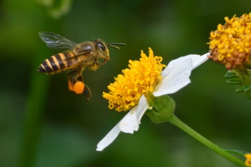 Honey Bee