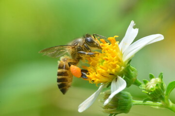 Honey bee