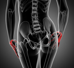 3D rendering illustration of hand bone