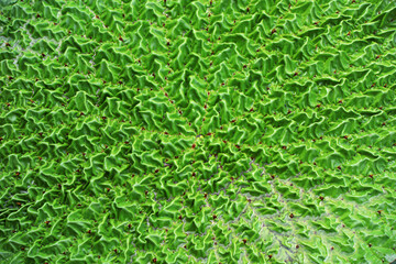 Aquatic plant - Euryale leaves in pond, North China