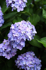 blue hydrangea in the garden