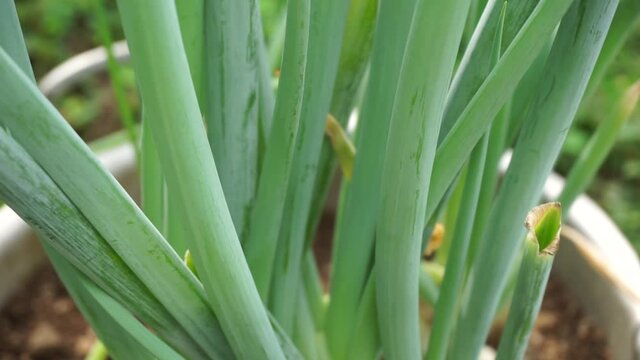 Green spring onion with a natural background. Indonesian call it bawang prei or daun bawang