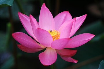 Beautiful lotus in the pond, North China