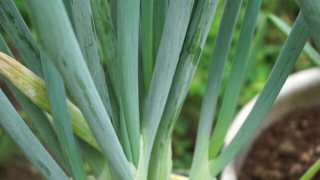 Green spring onion with a natural background. Indonesian call it bawang prei or daun bawang