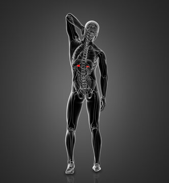 3D rendering illustration of adrenal