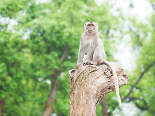 Naklejka premium Cynomolgus monkey sits on the tree top.