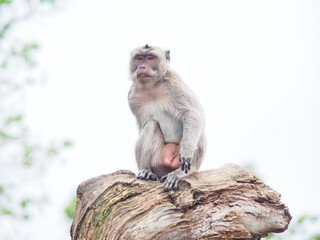 Cynomolgus monkey sits on the tree top.