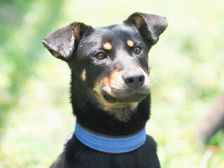 portrait of a black dog with brown eyebrow.