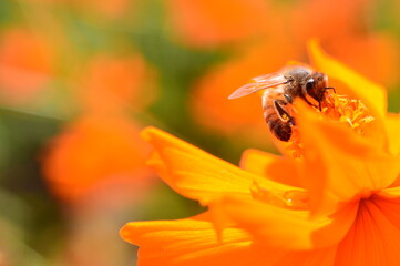 Honey bee on orange flower