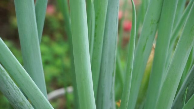Green spring onion with a natural background. Indonesian call it bawang prei or daun bawang