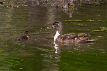 Mottled duck with chick in a pond