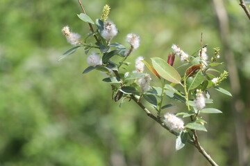 A vase of flowers on a tree branch