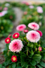 テージー、ヒナギク。Close up of Bellis Perennis flowers.