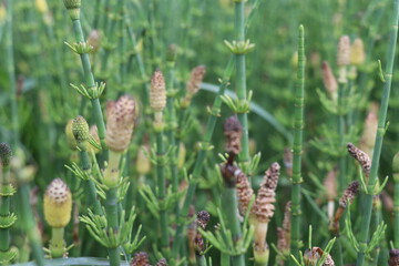 A close up of a flower