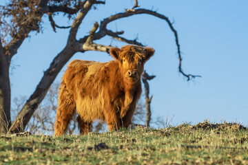 Irish Long Hair Cow