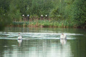 Two white swans gracefully float on the lake. Natural photography with wild birds. Beauty in nature. Warm spring day