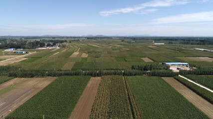 Large area of corn in farmland, aerial photo, North China
