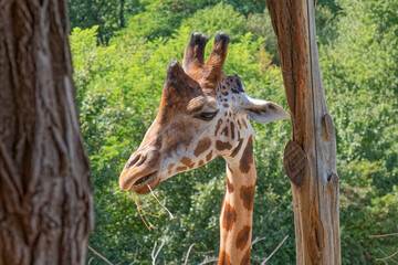 Animals – african giraffe.