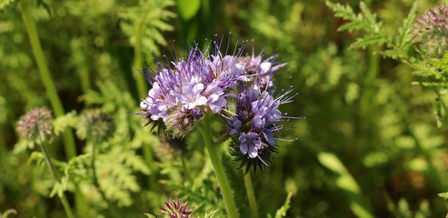Obraz premium Phacelia is a genus native to North and South America. This one is photographed in Germany, where they are sown as a bee pasture .