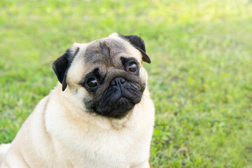 Obraz premium Portrait of a cute pug dog sits and looks attentively at the camera. grass background with copy space .