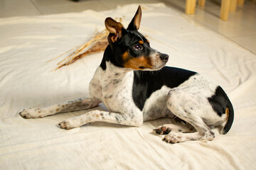 dog portrait on the floor with background and white cloth