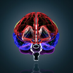 Human brain in x-ray - front view