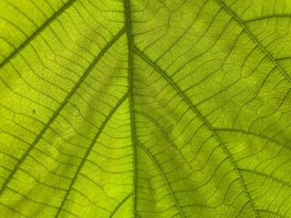 green leaf macro.