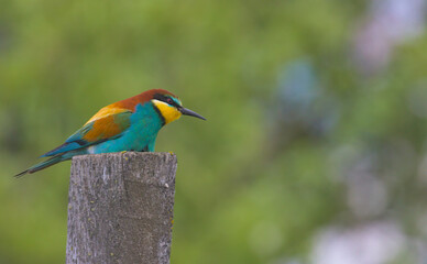 An adorable bird, the European bee-eater sits atop a wooden pillar. Wildlife shot. European bee-eater in its natural habitat. Close-up.