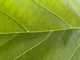 close up of leaf