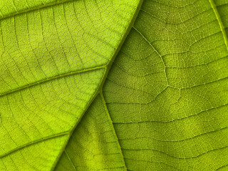 green leaf texture