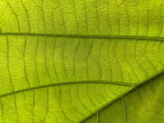 green leaf macro