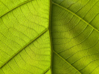 green leaf texture