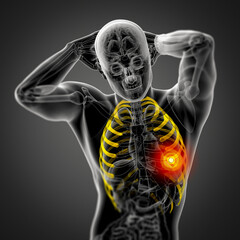 3d render medical illustration of the ribcage